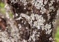 Lichen on the bark of a diseased tree Royalty Free Stock Photo