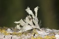 Lichen on bark Royalty Free Stock Photo