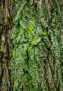Lichen Bark Texture Royalty Free Stock Photo
