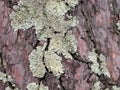 Lichen on a bark of a tree Royalty Free Stock Photo