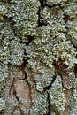Lichen bark of a tree Royalty Free Stock Photo
