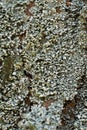 Lichen bark of a tree Royalty Free Stock Photo