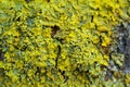 Lichen bark of a tree Royalty Free Stock Photo