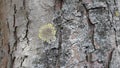 Lichen on the bark of a tree Royalty Free Stock Photo