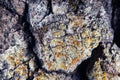 Lichen Royalty Free Stock Photo