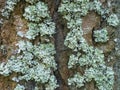 The lichen on the bark Royalty Free Stock Photo