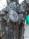 Lichen and branch cut on the bark of a fruit tree Royalty Free Stock Photo