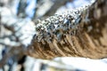 Lichen on a branch in spring