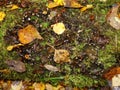 Lichen on the branch of tree. Background with lichens and moss - dog lichen; Peltigera Canina