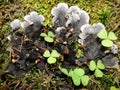 Lichen on the branch of tree.Peltigera Canina. parasitism, parasite, disease, Royalty Free Stock Photo