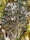 Lichen on the branch of tree.Peltigera Canina. parasitism, parasite, disease, Royalty Free Stock Photo