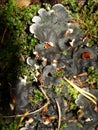 Lichen on the branch of tree.Peltigera Canina. parasitism, parasite, disease,