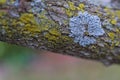 Lichen branch tree surface horizontal Royalty Free Stock Photo