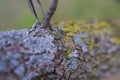 Lichen branch tree surface texture close Royalty Free Stock Photo