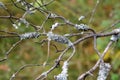 Lichen on the branches of a dry tree Royalty Free Stock Photo