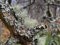 Lichen - Caledonian Forest - Cairngorms in the Highlands of Scotland