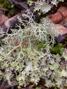 Lichen - Caledonian Forest - Cairngorms in the Highlands of Scotland