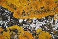 Lichen Caloplaca marina Royalty Free Stock Photo