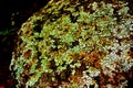 Lichen on seaside stone