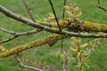 Lichen and Catkins, White Willow - Salix alba, Norwich, England, UK