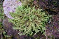 Moss and lichen growing on a rock ledge Royalty Free Stock Photo