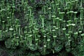 Lichen Cladonia fimbriata