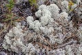 Lichen - Cladonia rangiferina. Royalty Free Stock Photo