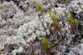 Lichen - Cladonia rangiferina. Royalty Free Stock Photo