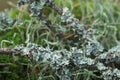 Lichen Cladoniaceae on tree macro