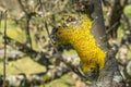 Lichen close-up on the bark of the affected tree trunk. Yellow textured moss