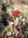 Lichen close up Royalty Free Stock Photo