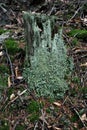 Lichens on trees in nature and environment with moisture. Grey, natural.