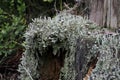 Lichens on trees in nature and environment with moisture. Grey, natural.