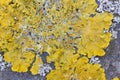 Lichen Royalty Free Stock Photo