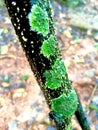 Lichen