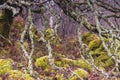 Lichen covered Birch Royalty Free Stock Photo