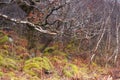 Lichen covered Birch Royalty Free Stock Photo