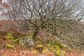 Lichen covered Birch Royalty Free Stock Photo