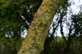 Lichen Covered Common Ash - Fraxinus excelsior Tree Trunk, Norfolk, England, UK Royalty Free Stock Photo