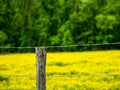 Lichen Covered Fence Post With Yellow Flowers In The Distance Royalty Free Stock Photo