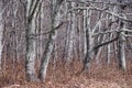 Lichen Covered Forest as If Existing in a Fantasy World