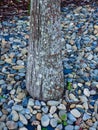 Lichen Covered Tree Trunk and Cool Coloured Rocks