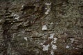 Lichen covered mountain rock wall background Royalty Free Stock Photo