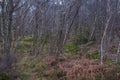 Lichen covered Silver Birch trees with bracken and moss Royalty Free Stock Photo