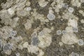 Lichen covered stone background texture Royalty Free Stock Photo