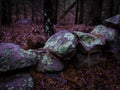 Lichen Covered Stonewall Rocks and Oak Tree Trunks on Glacial Moraine Trail in New England Royalty Free Stock Photo