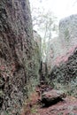 A Tree in the Eye of the Needle Walk Murrurundi Australia Royalty Free Stock Photo