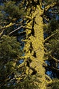 Lichen Covered Tree Trunk