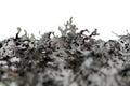 Lichen dampness Royalty Free Stock Photo