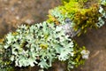 Lichen dampness Royalty Free Stock Photo